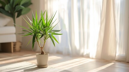 Yucca plant, with its distinctive sword-shaped leaves