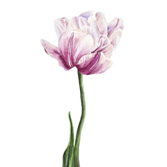 Watercolor pink vintage tulip flower botanical clipart hand drawn isolated illustration