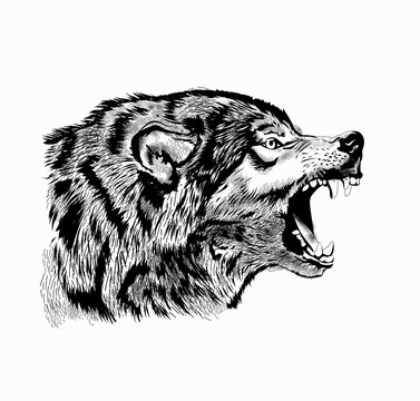 wolf's head on a white background, sketch