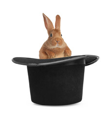 Cute rabbit in top hat on white background. Magician trick