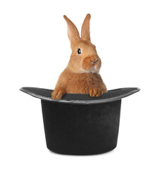 Cute rabbit in top hat on white background. Magician trick