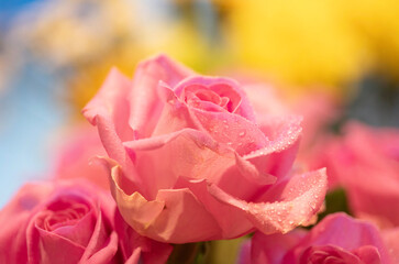 Close up of pink rose with a yellow bokeh
