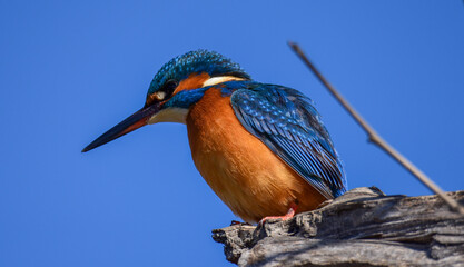 kingfisher on the branch
