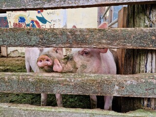 Schweine auf einem Bauernhof