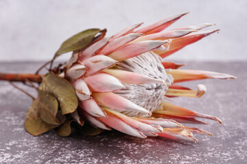 Beautiful pink protea flower on grunge background, closeup