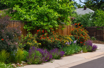 A beautiful mix of colorful rose bushes and other flowers growing in a sidewalk garden in the city of Denver, Colorado.