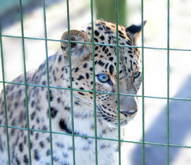 Leopard in the cage blue eyes