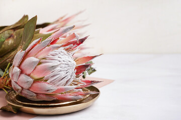 Beautiful pink protea flowers and plates on light background, closeup