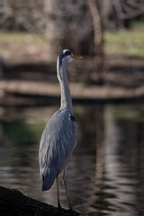 beautiful heron on the shore of the lake with its bluish plumage