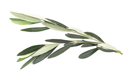 Olive tree, twigs with fresh green leaves isolated on white, top view
