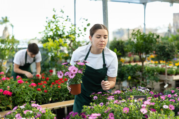 Woman shop assistant of flower shop inspects price tags on pots with young Cape daisy plants and...