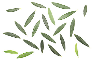 Fresh green leaves olive tree isolated on white, pattern texture