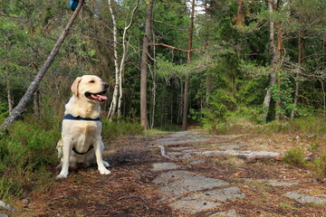 Happy golden Labrador dog in nature. Summer day. Stockholm, Sweden.