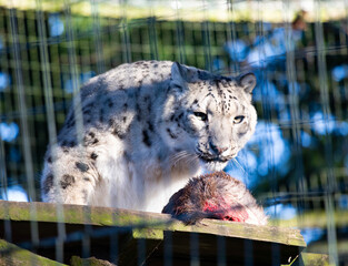 Snow leopard portrait
