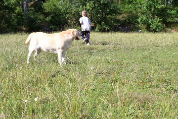 Dog and kid at the park. Plenty of grass. Summer photo. 