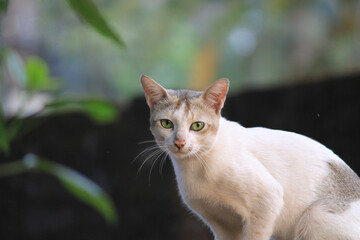 Obraz premium portrait of a cat
