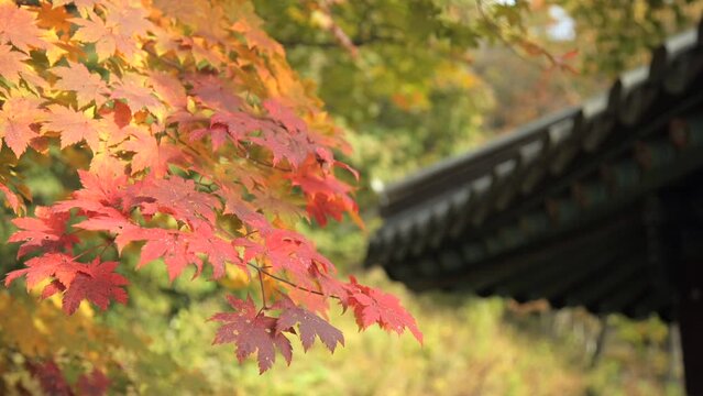 가을 단풍이 아름다운 한국의 정원