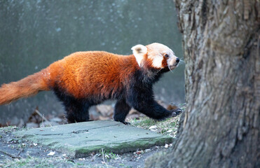 Red panda eating walking towards tree, in profile 