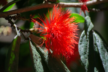 Flor colombiana macro 