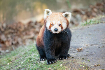 Red panda bear front view