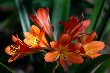 Flor naranaja