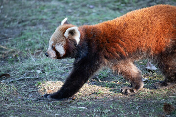 Red panda bear walking, in profile 