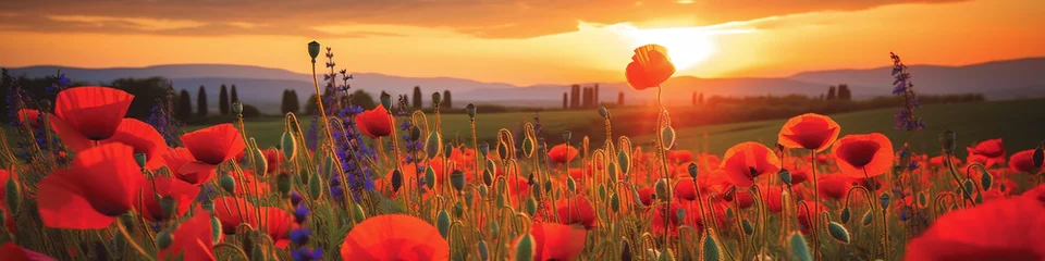 Gardinen banner of a poppy field in sunset © bmf-foto.de