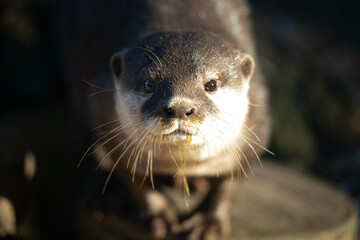 Otter on a stone, portrait front view close up 