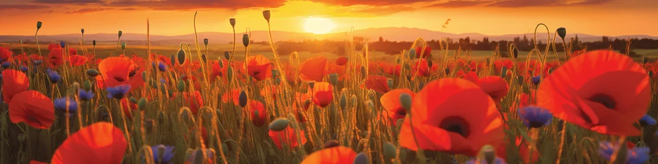 Fototapeten banner of a poppy field in sunset © bmf-foto.de