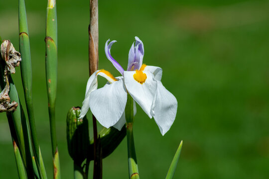 Orquidea Blanca