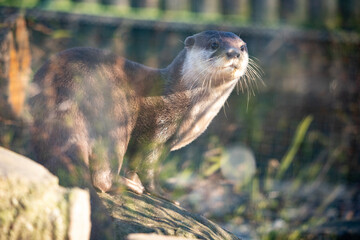 Otter looking away through glass