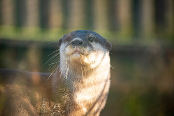 Portrait of an otter, looking up in a zoo, behind glass