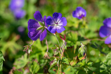 Cranesbills group of blue white purple flowers in bloom, Geranium Rozanne flowering ornamental plant, green leaves