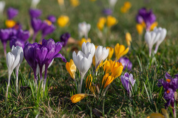 Field of flowering crocus vernus plants, group of bright colorful early spring flowers in bloom