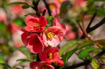 Fototapeta na wymiar Chaenomeles japonica japanese maules quince flowering shrub, beautiful bright pink color flowers in bloom on springtime branch