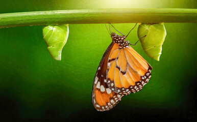Amazing moment ,Monarch Butterfly, pupae and caterpillar suspended. Concept transformation