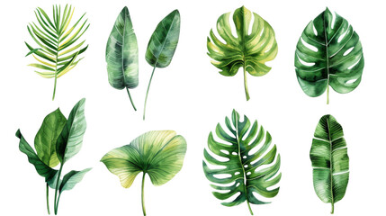 Fototapeta na wymiar Vintage Watercolor Tropical leaves collection. palm leaf, monstera, banana leaf isolated transparent background. PNG Format.