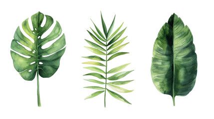 Vintage Watercolor Tropical leaves collection. palm leaf, monstera, banana leaf isolated transparent background. PNG Format.