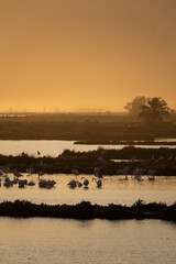 flamingos on the lake at sunset - 730432500