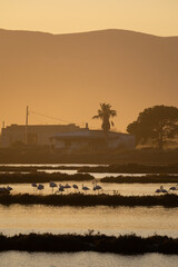 flamingos on the lake at sunset - 730432502