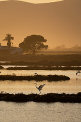 flamingos on the lake at sunset - 730432503