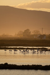 flamingos on the lake at sunset - 730432504