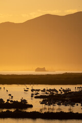 flamingos on the lake at sunset - 730432506