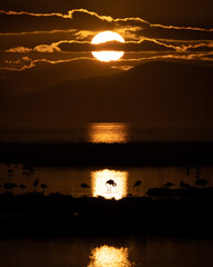 flamingos on the lake at sunset - 730432510