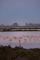 flamingos on the lake at sunset - 730432517