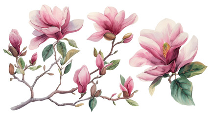 Watercolor blooming pink magnolia flowers and branches isolated transparent background. PNG Format. - obrazy, fototapety, plakaty