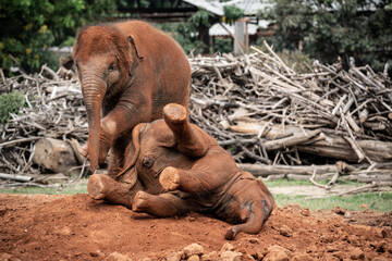 elephants in the zoo - 730432926