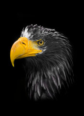 Steller's sea eagle (Haliaeetus pelagicus)