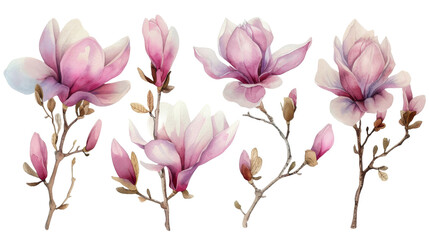Naklejka premium Watercolor blooming pink magnolia flowers and branches isolated transparent background. PNG Format.