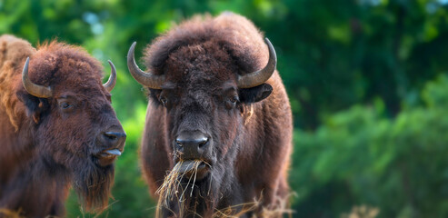 European bison - bull © Vera Kuttelvaserova